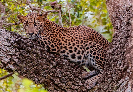 Sri Lanka: Relax and Rejuvenate