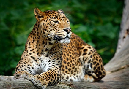Sri Lanka: Relax and Rejuvenate