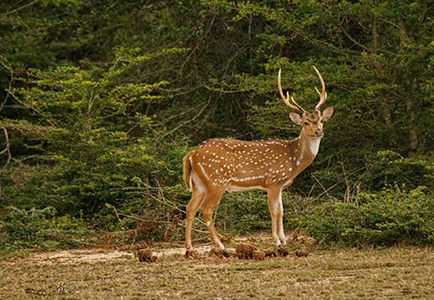 Sri Lanka: Relax and Rejuvenate
