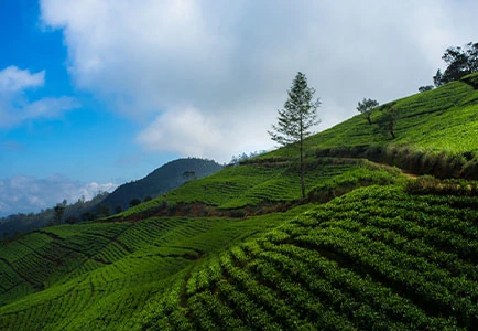 Tea Plantations Sri Lanka