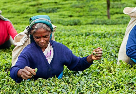 Sri Lanka: Relax and Rejuvenate