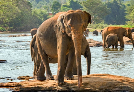 Luxury Travel Folks  - Island Adventures